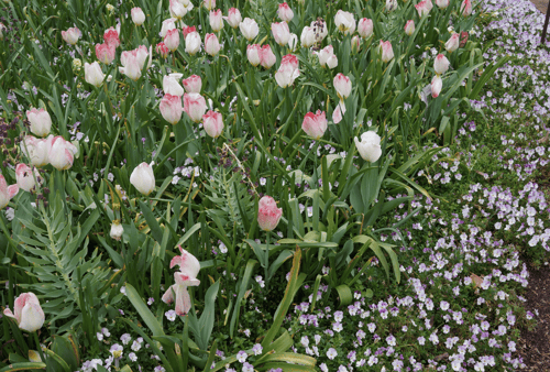 tulips growing in a garden